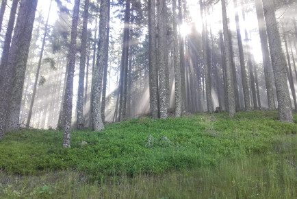 BG Waldspaziergang zurück zur Natur