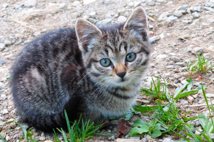 Hoftiere am Bauernhof Blankgut in Wagrain, Bauernhofurlaub im Salzburger Land – Katzen