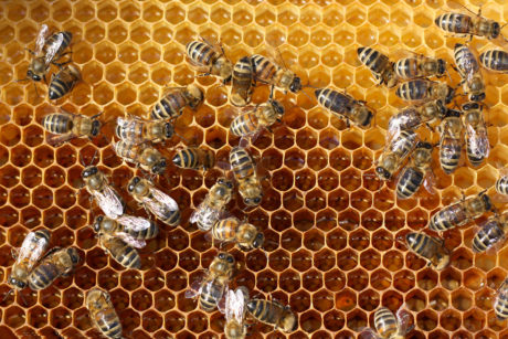 Hofeigene Produkte am Bauernhof Blankgut in Wagrain, Bauernhofurlaub im Salzburger Land