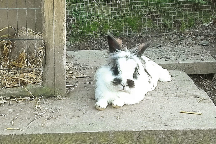 Tiere - Familienurlaub am Blankgut