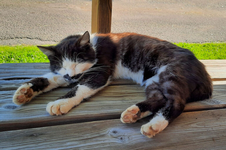 Katze - Streicheltiere am Blankgut, Familienurlaub in Wagrain