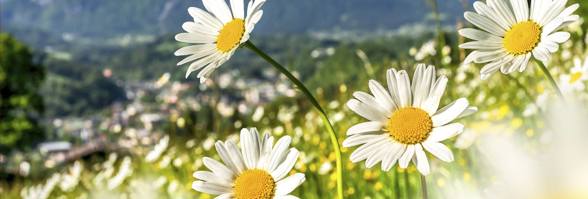 Kontakt & Anfahrt zum Blankgut in Wagrain, Bauernhofurlaub in Salzburg