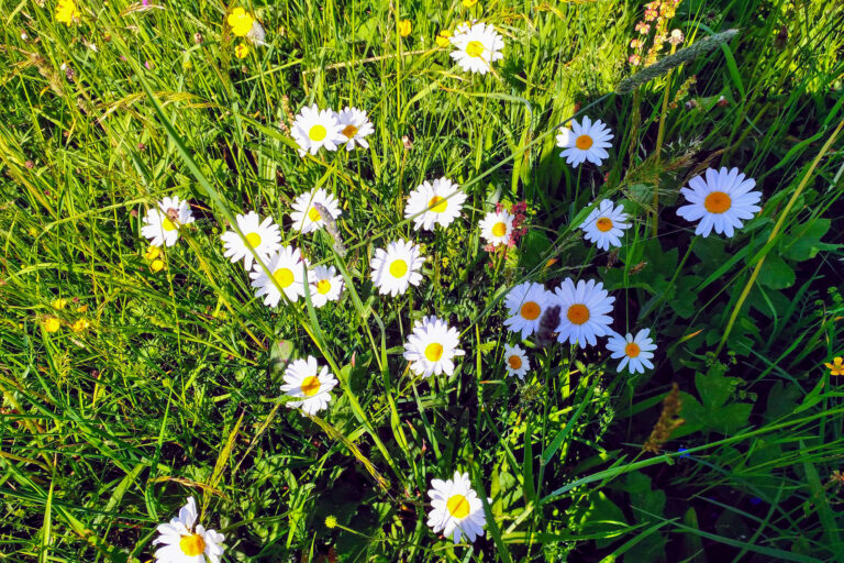 Natur am Blankgut, Familienurlaub in Wagrain