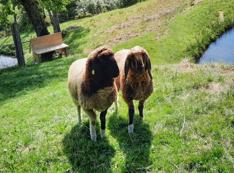Hoftiere am Blankgut, Familienurlaub in Wagrain