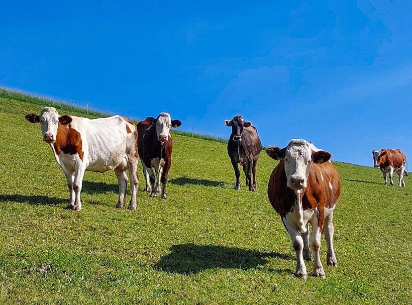 Hoftiere am Blankgut, Familienurlaub in Wagrain
