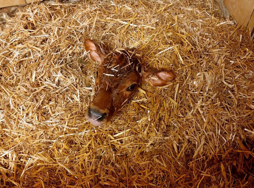 Hoftiere am Blankgut, Familienurlaub in Wagrain