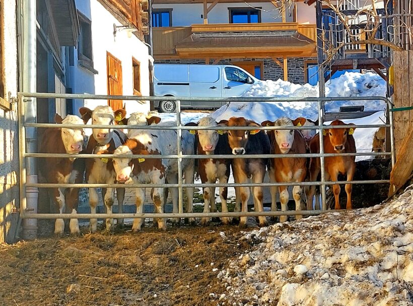 Hoftiere am Blankgut, Familienurlaub in Wagrain