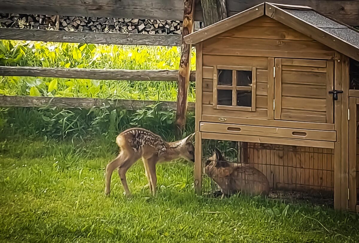 Urlaub in der Natur in Wagrain, Bauernhof Blankgut Urlaub in der Natur in Wagrain, Bauernhof Blankgut